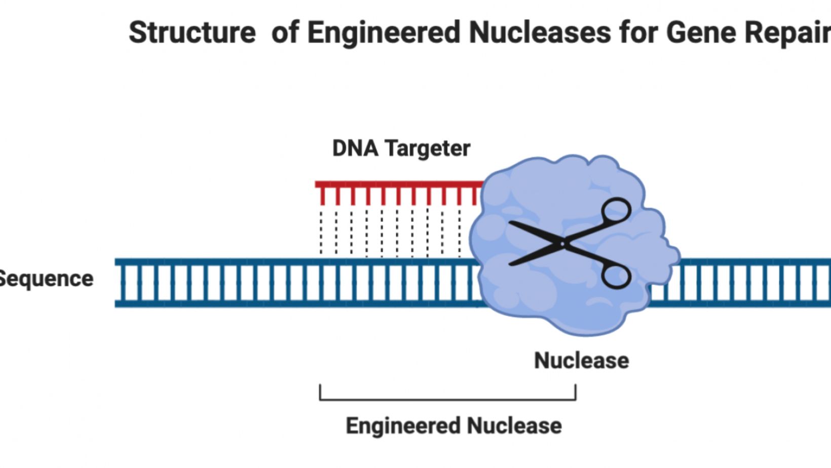 CRISPR Nucleases