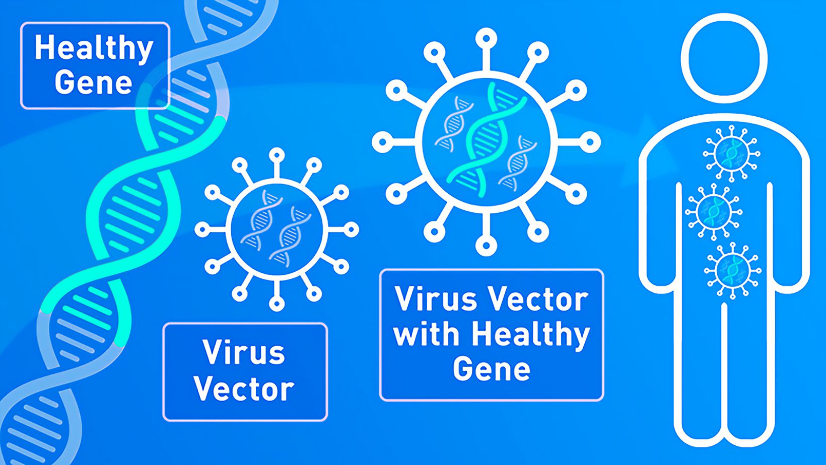 CRISPR Nucleases