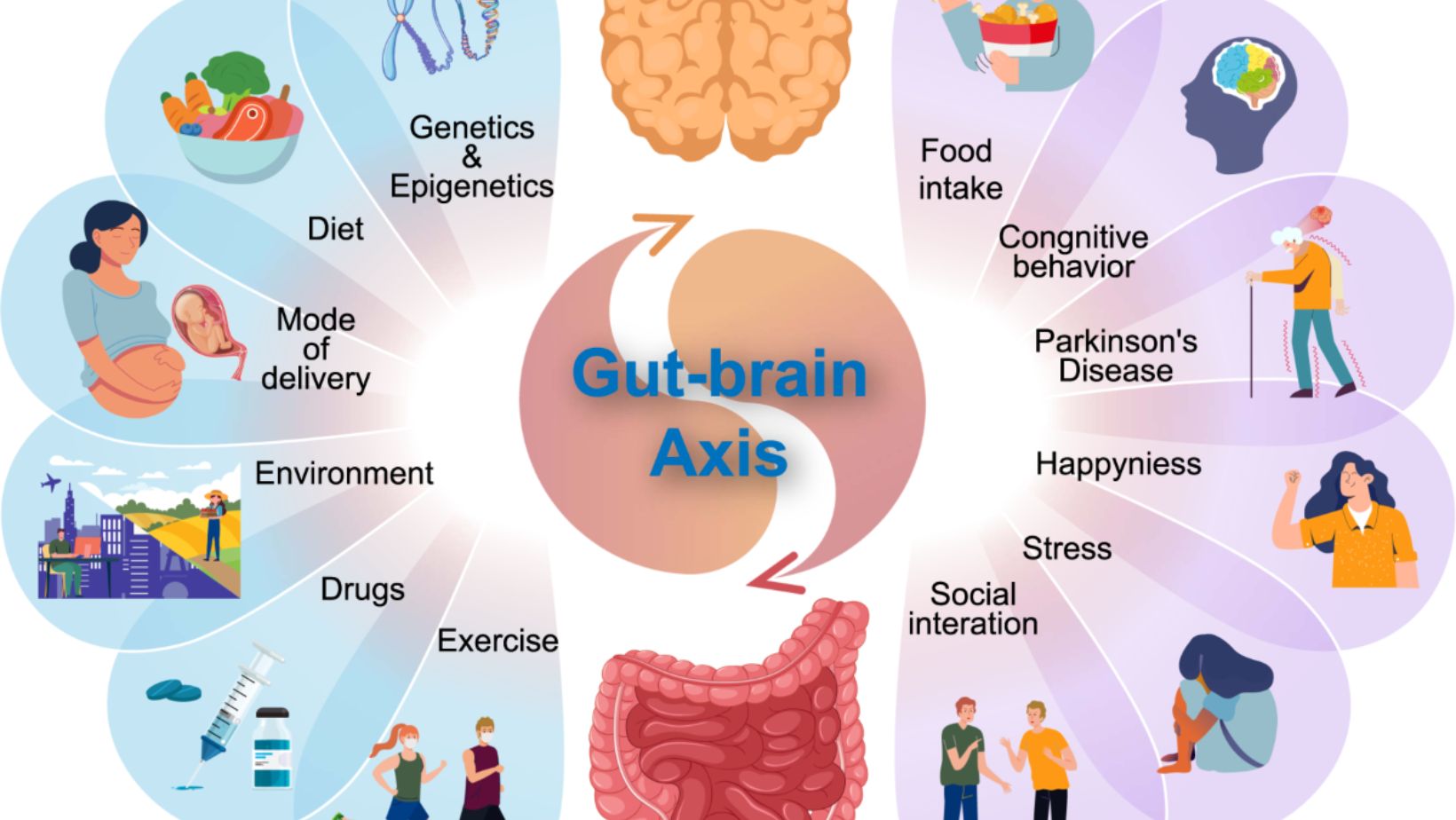 Healthy Gut