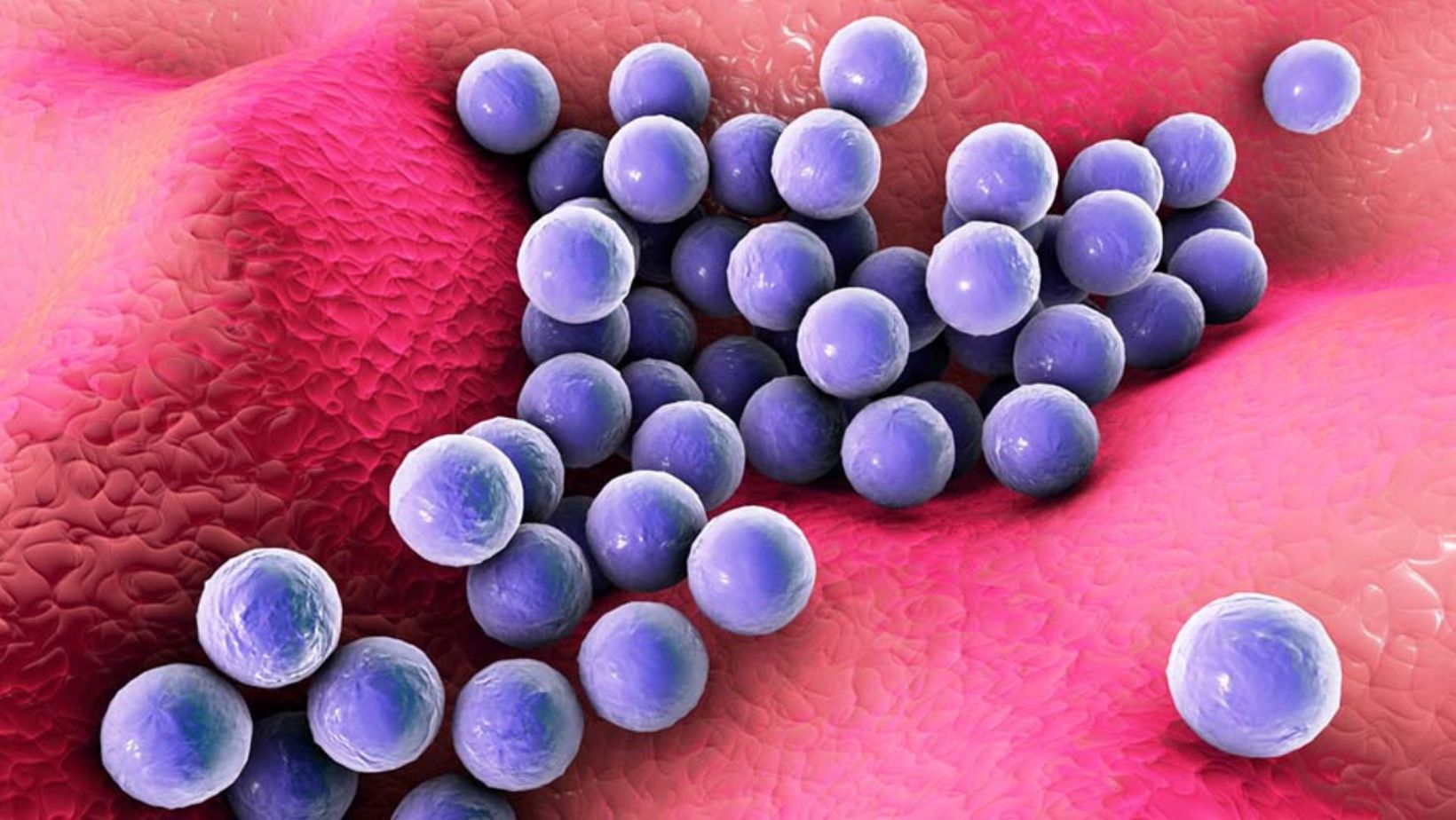 Skin Bacteria - True Spring Nutrition Skin Bacteria