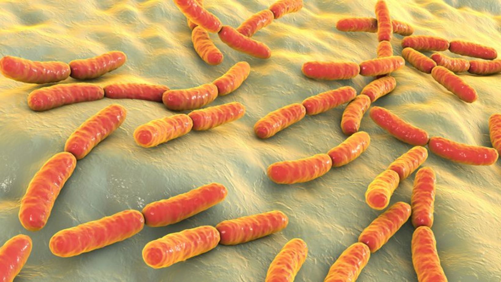 Skin Bacteria