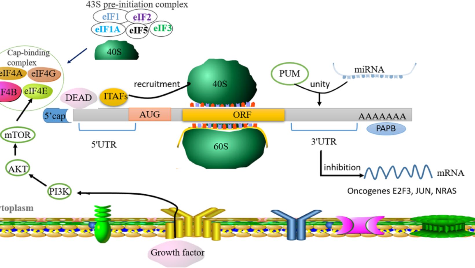 RNA-Binding