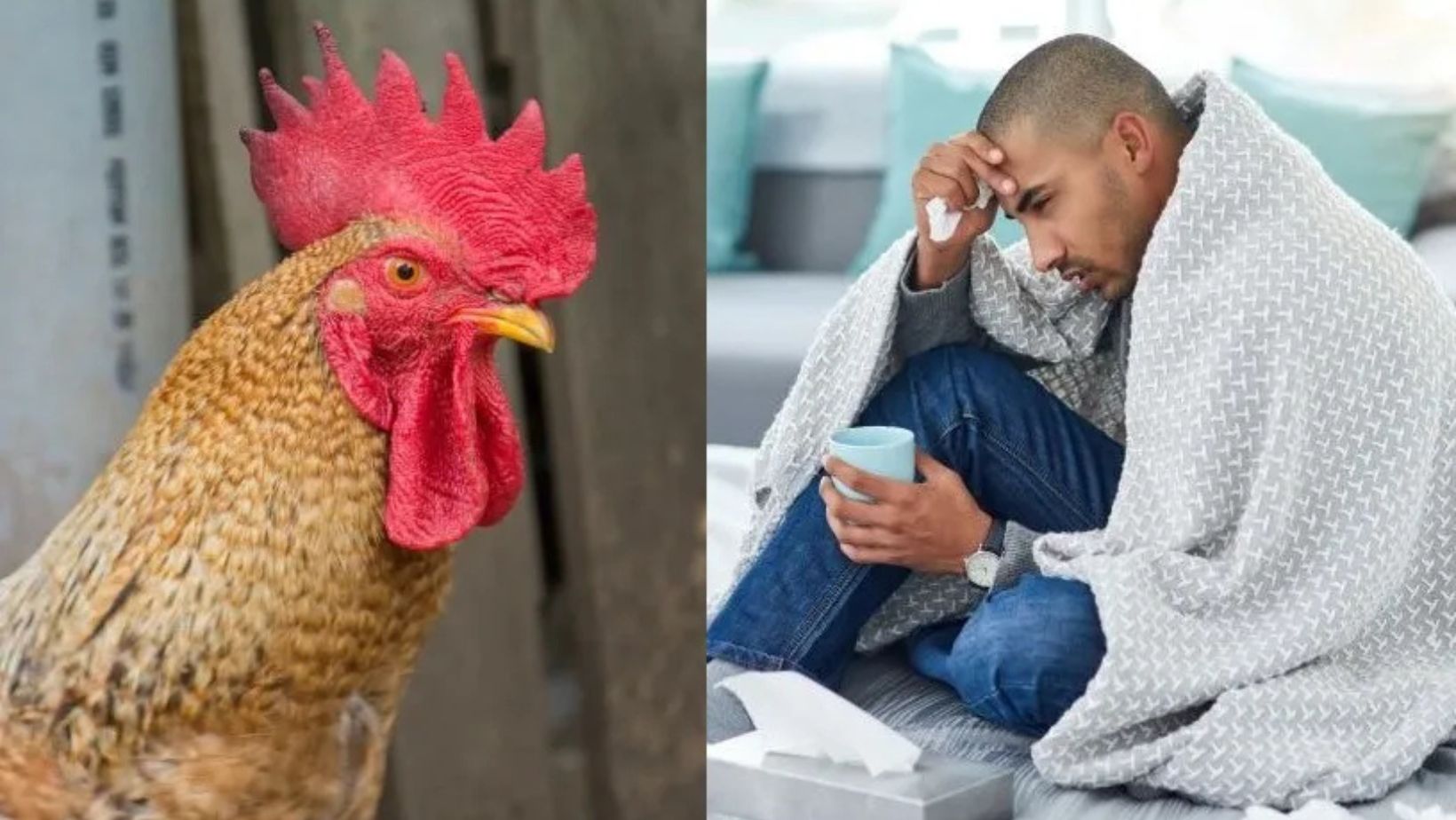 Bird Flu