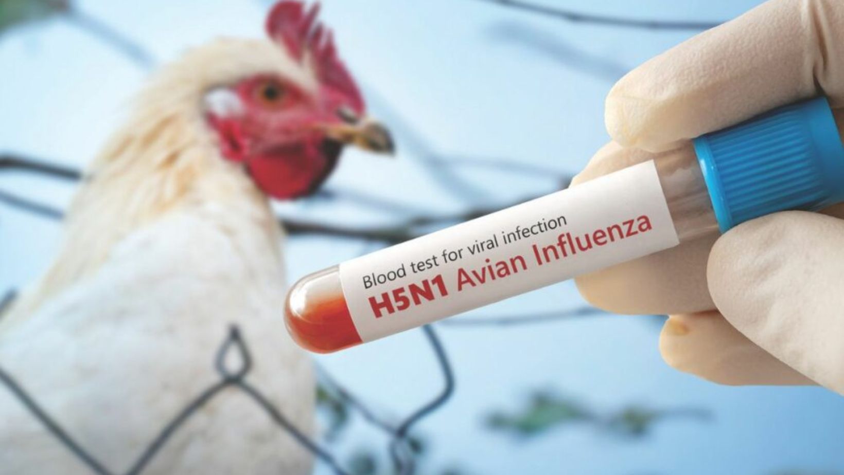 Bird Flu